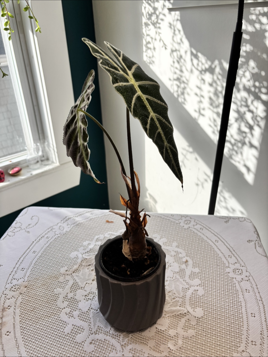 Alocasia Sanderiana plant - photo 3