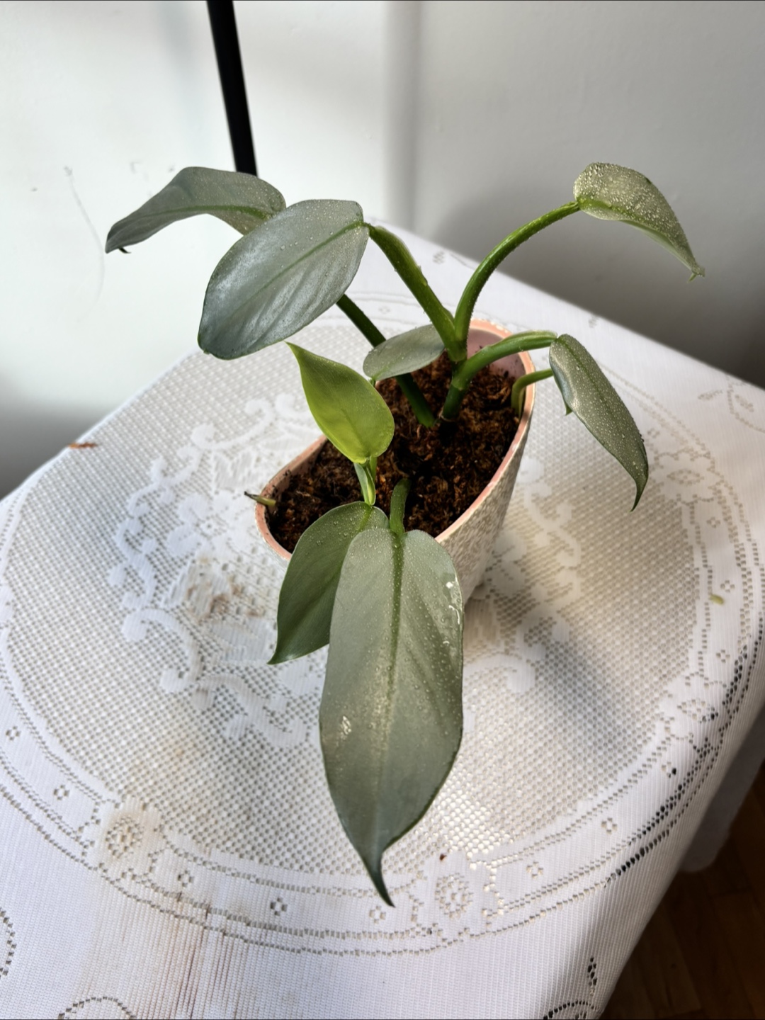 Philodendron Silver Sword in Unique Planter - photo 4