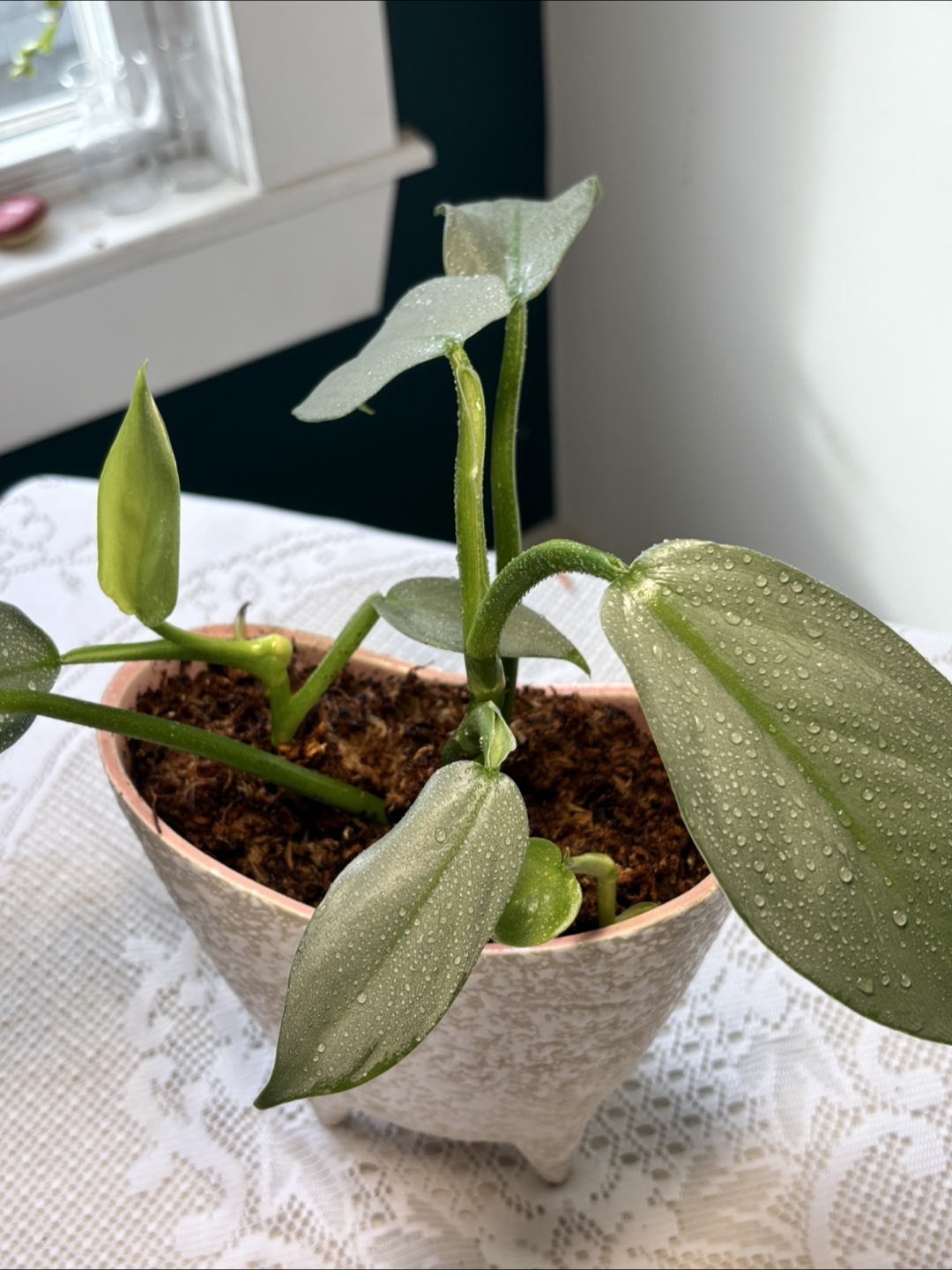 Philodendron Silver Sword in Unique Planter - photo 3