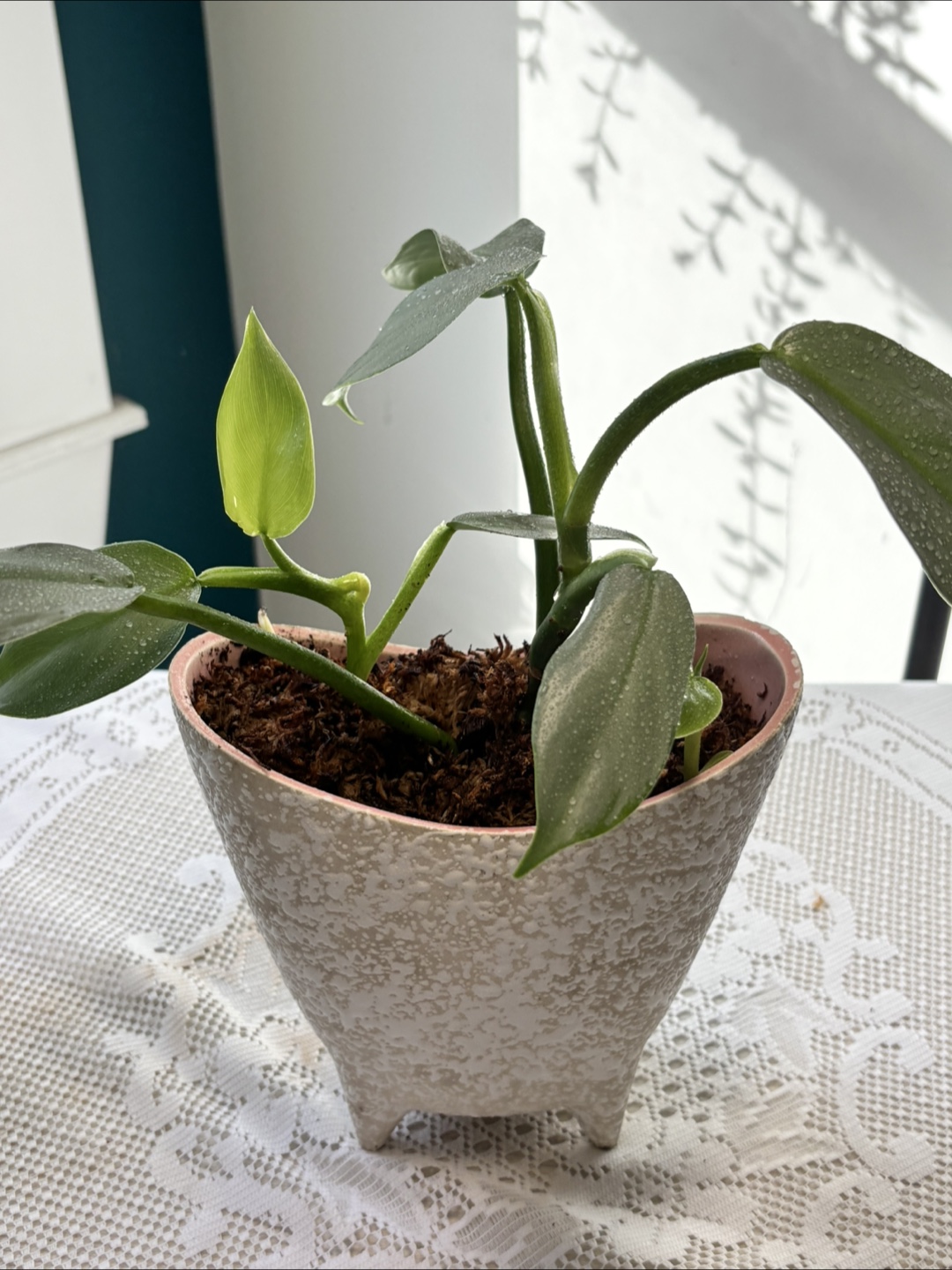 Philodendron Silver Sword in Unique Planter - photo 5