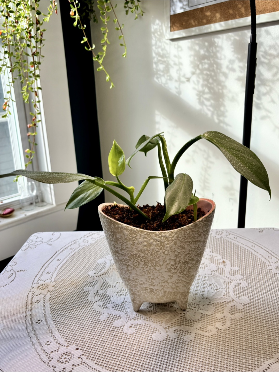Philodendron Silver Sword in Unique Planter