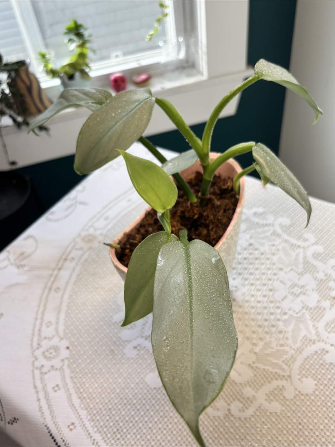Philodendron Silver Sword in Unique Planter - photo 2