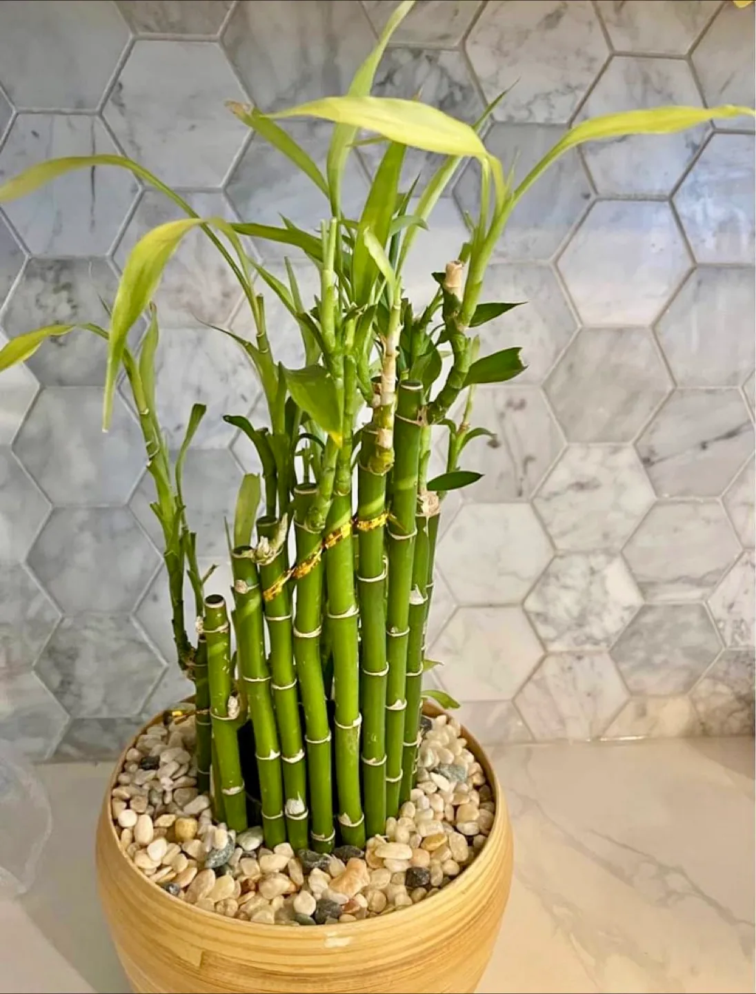 Lucky Bamboo Plant in Decorative Pot thumbnail