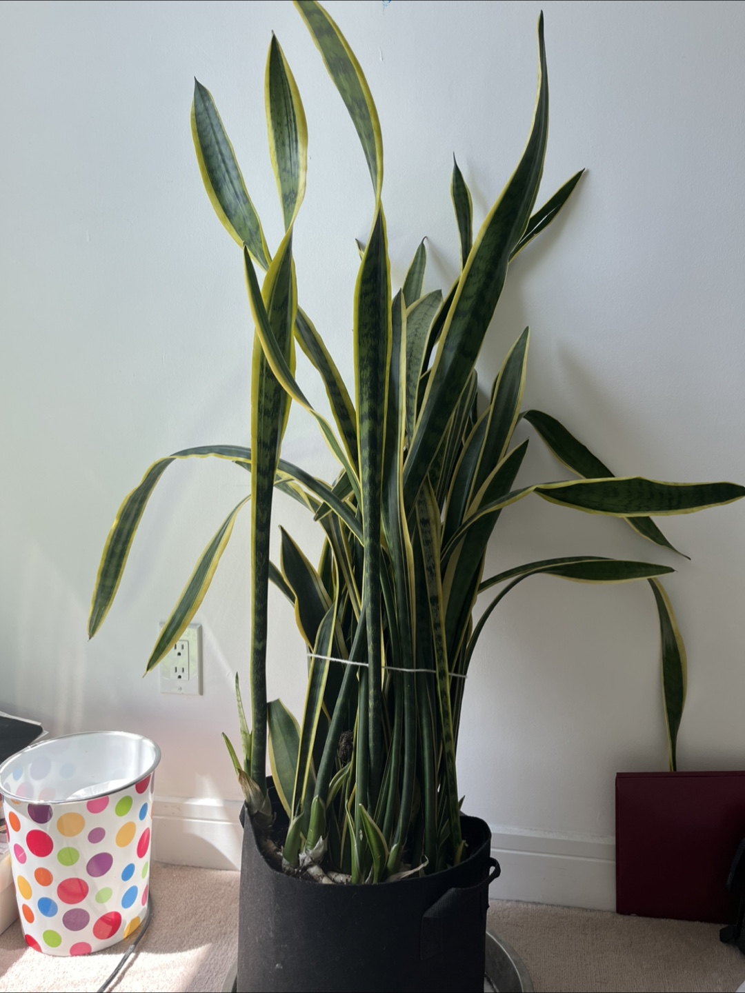 Large Snake Plant