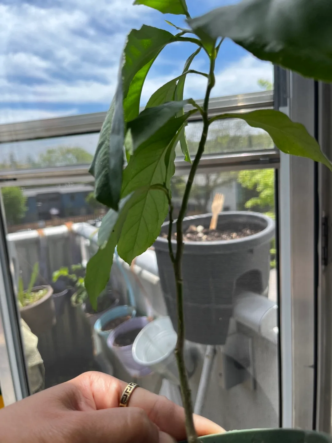 Meyer Lemon Tree Sapling image indicator(2)