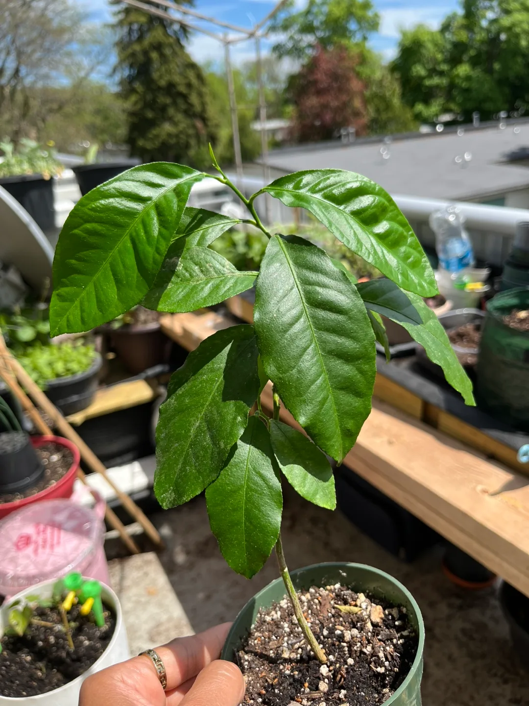 Meyer Lemon Tree Sapling image indicator(3)