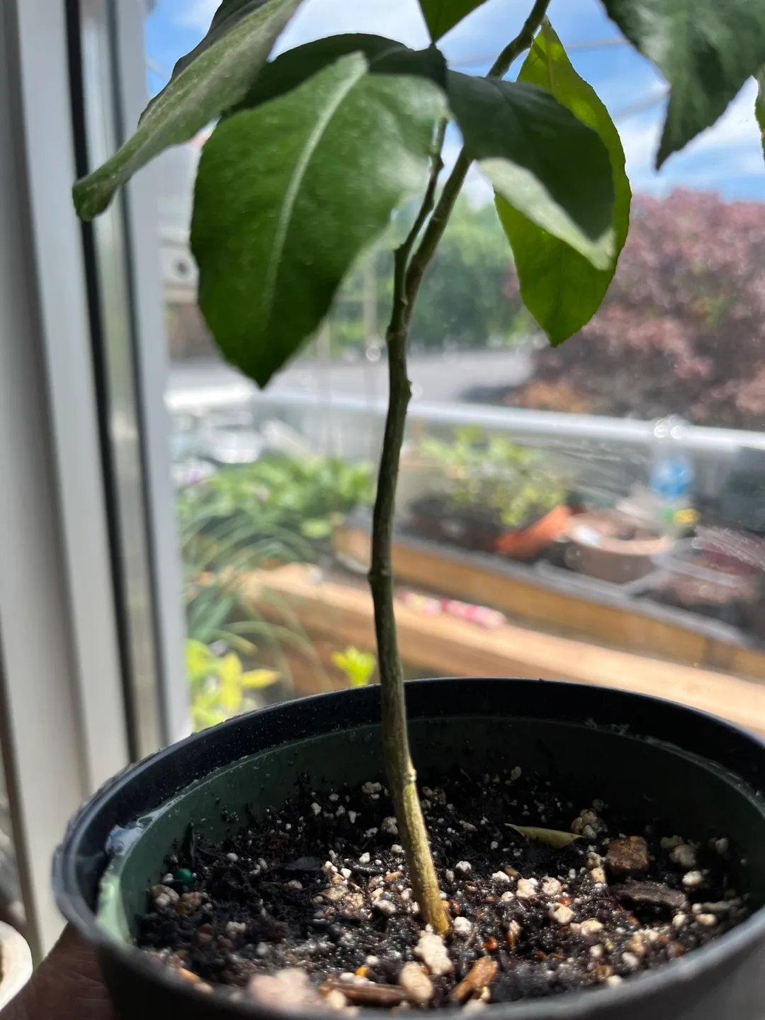 Meyer Lemon Tree Sapling image indicator(4)