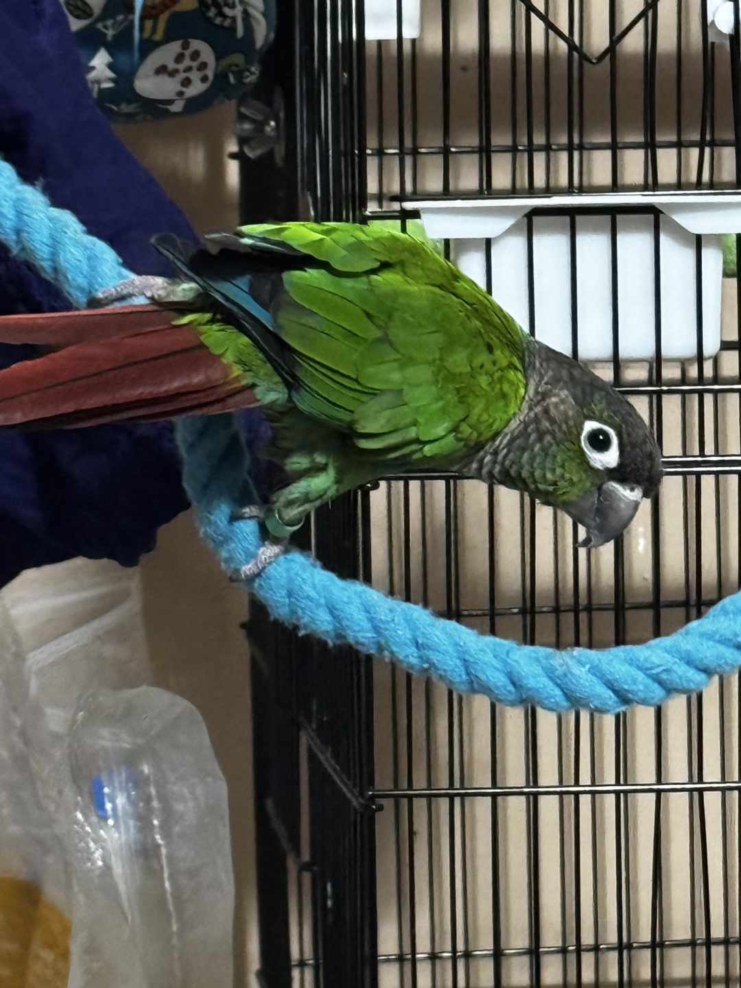Large Parrot Play Stand and Cage