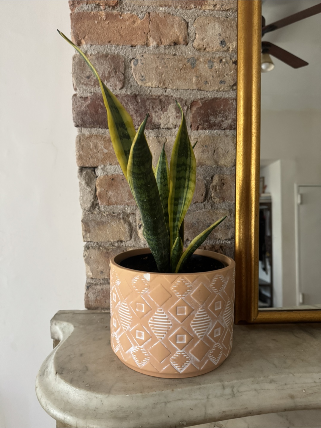 Snake Plant in Decorative Pot