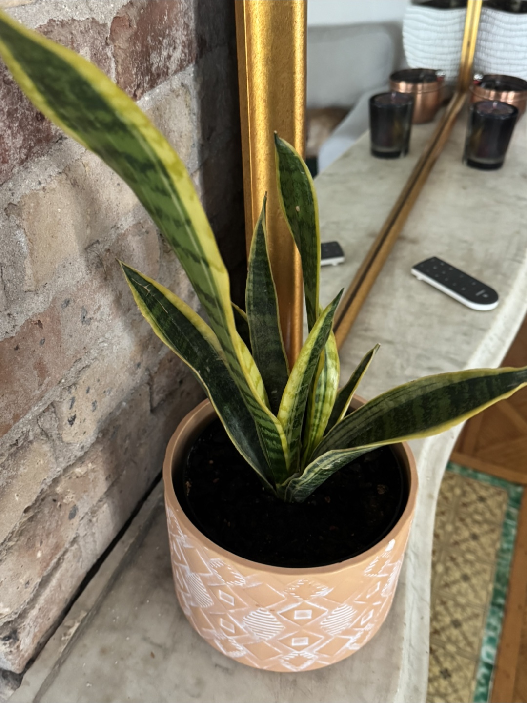 Snake Plant in Decorative Pot - photo 2