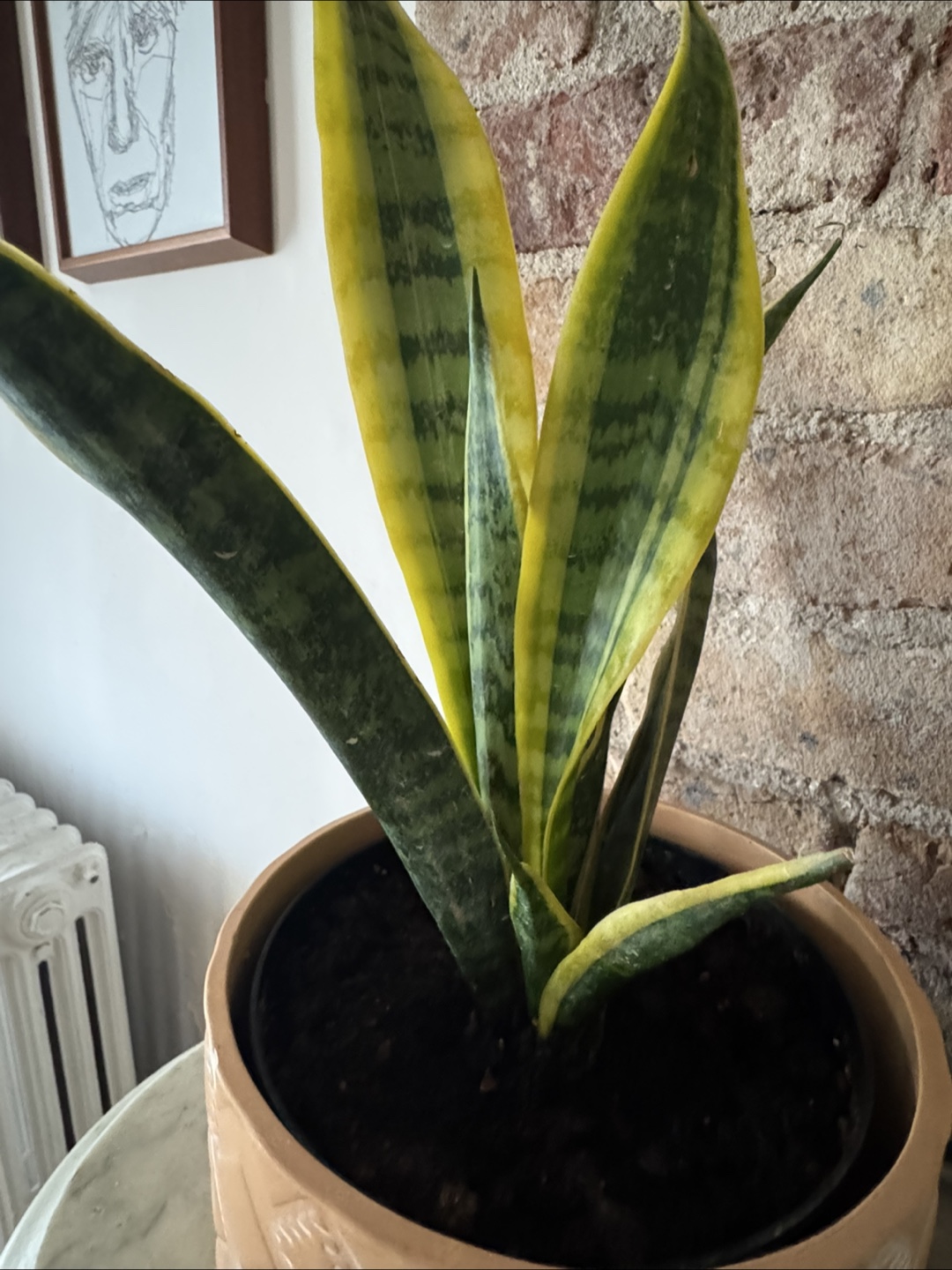 Snake Plant in Decorative Pot - photo 3