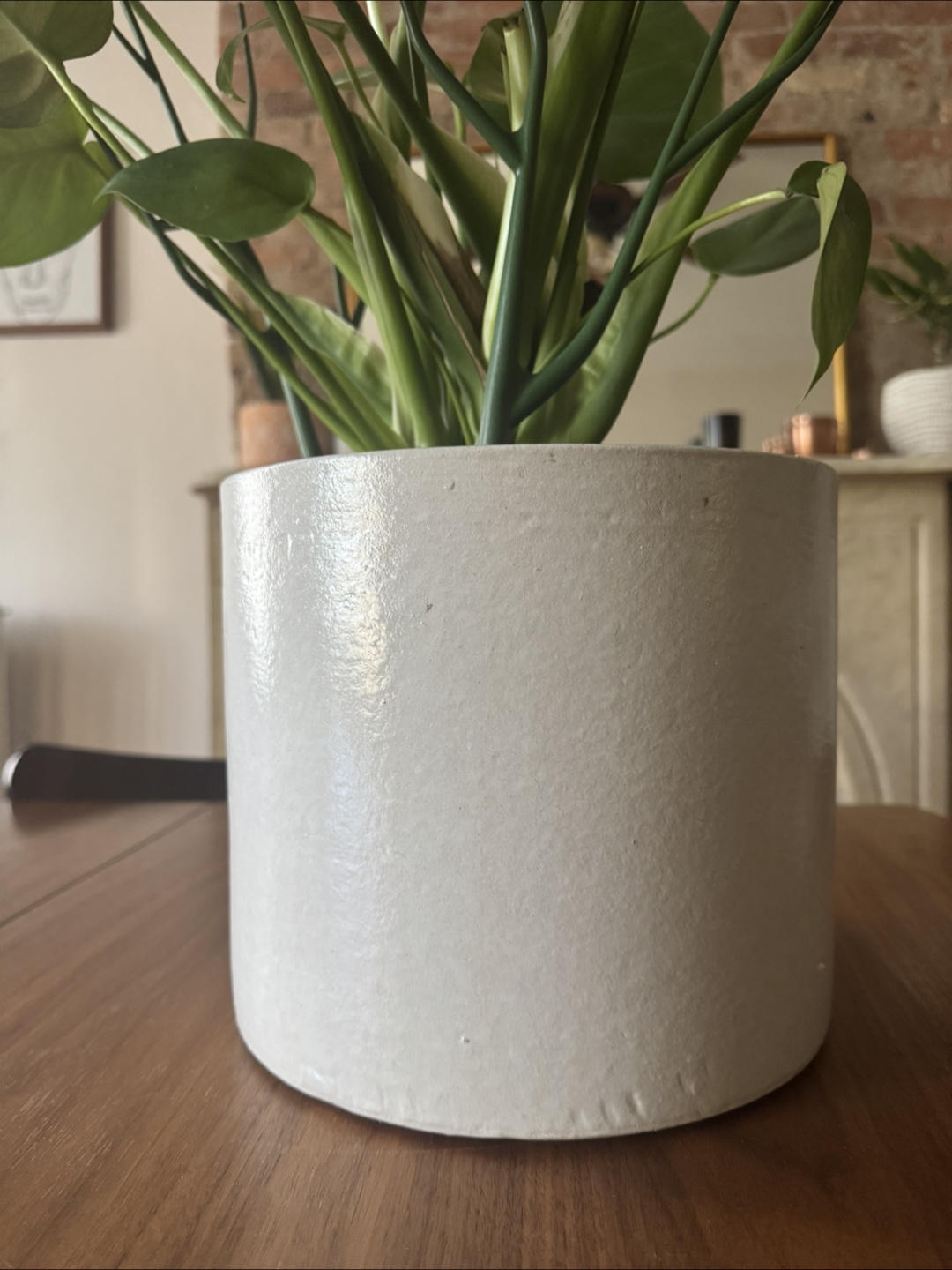 Monstera Deliciosa Plant in White Pot - photo 2