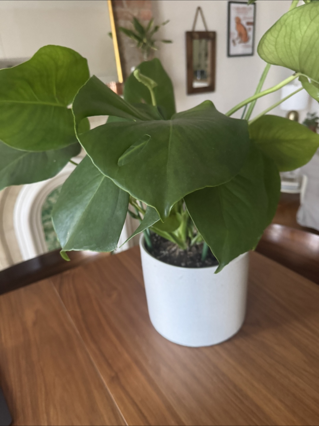 Monstera Deliciosa Plant in White Pot