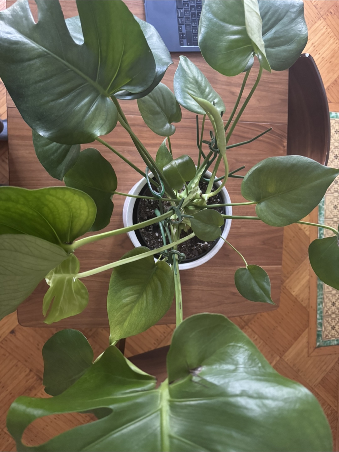 Monstera Deliciosa Plant in White Pot - photo 4