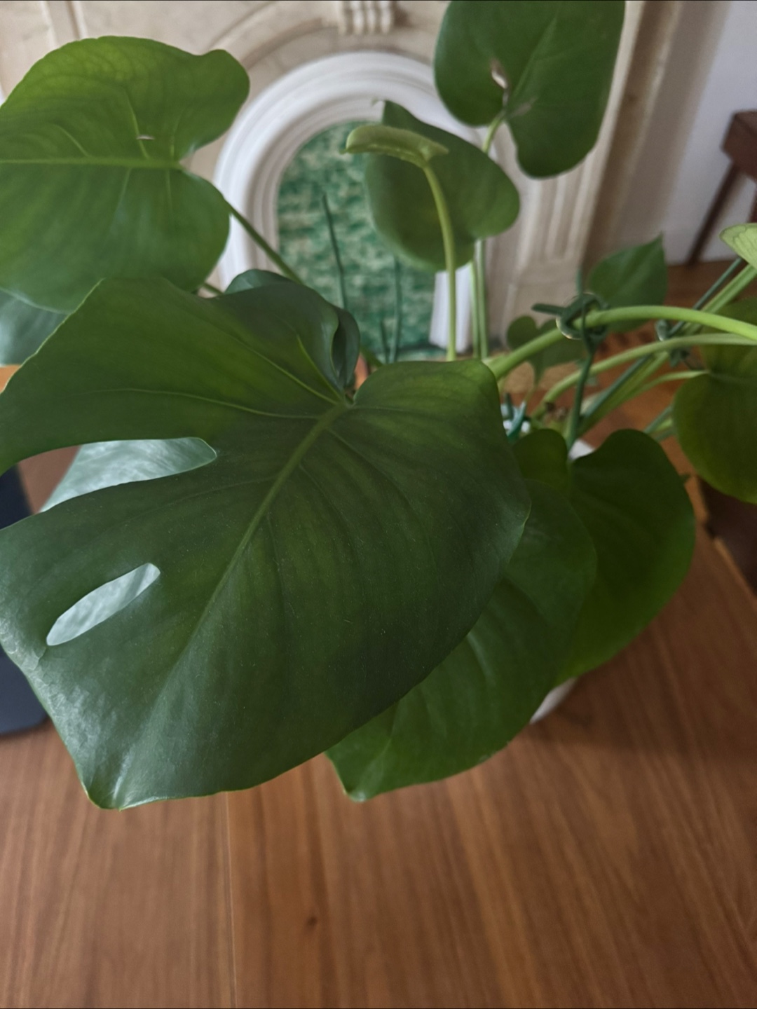 Monstera Deliciosa Plant in White Pot - photo 3