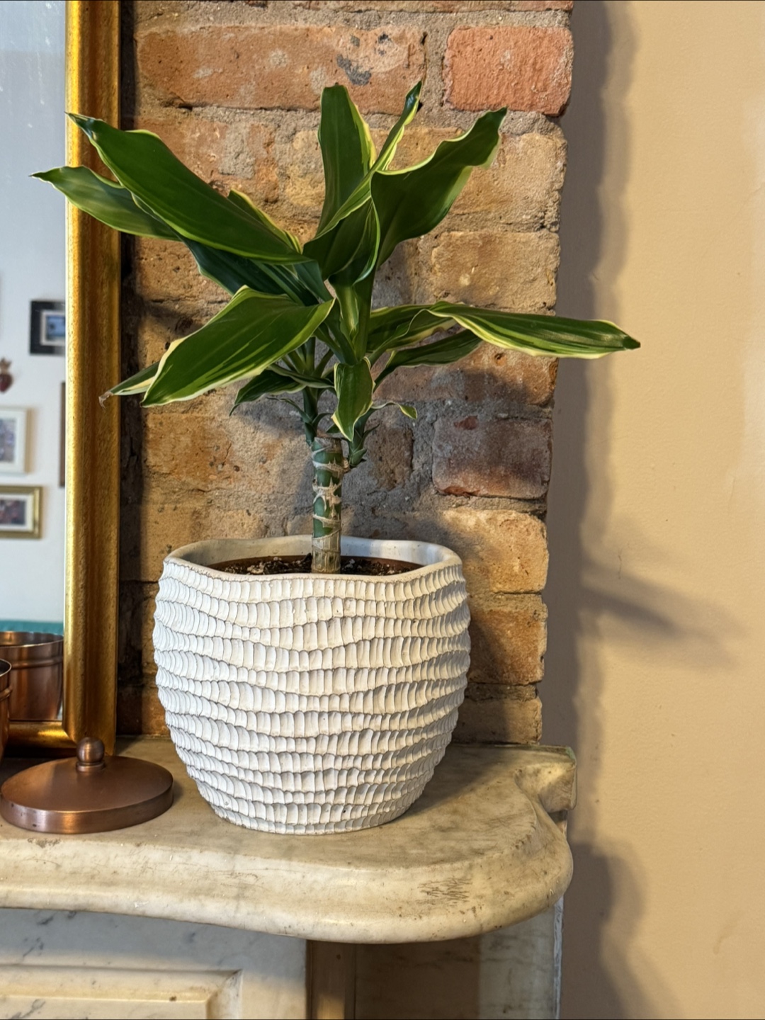 Dracaena Marginata Plant in White Pot