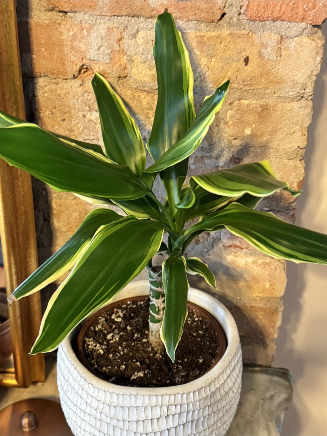 Dracaena Marginata Plant in White Pot - photo 2