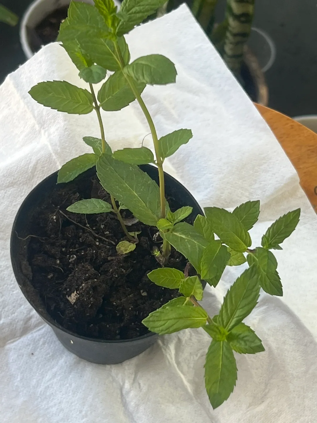 Potted Mint Plant thumbnail