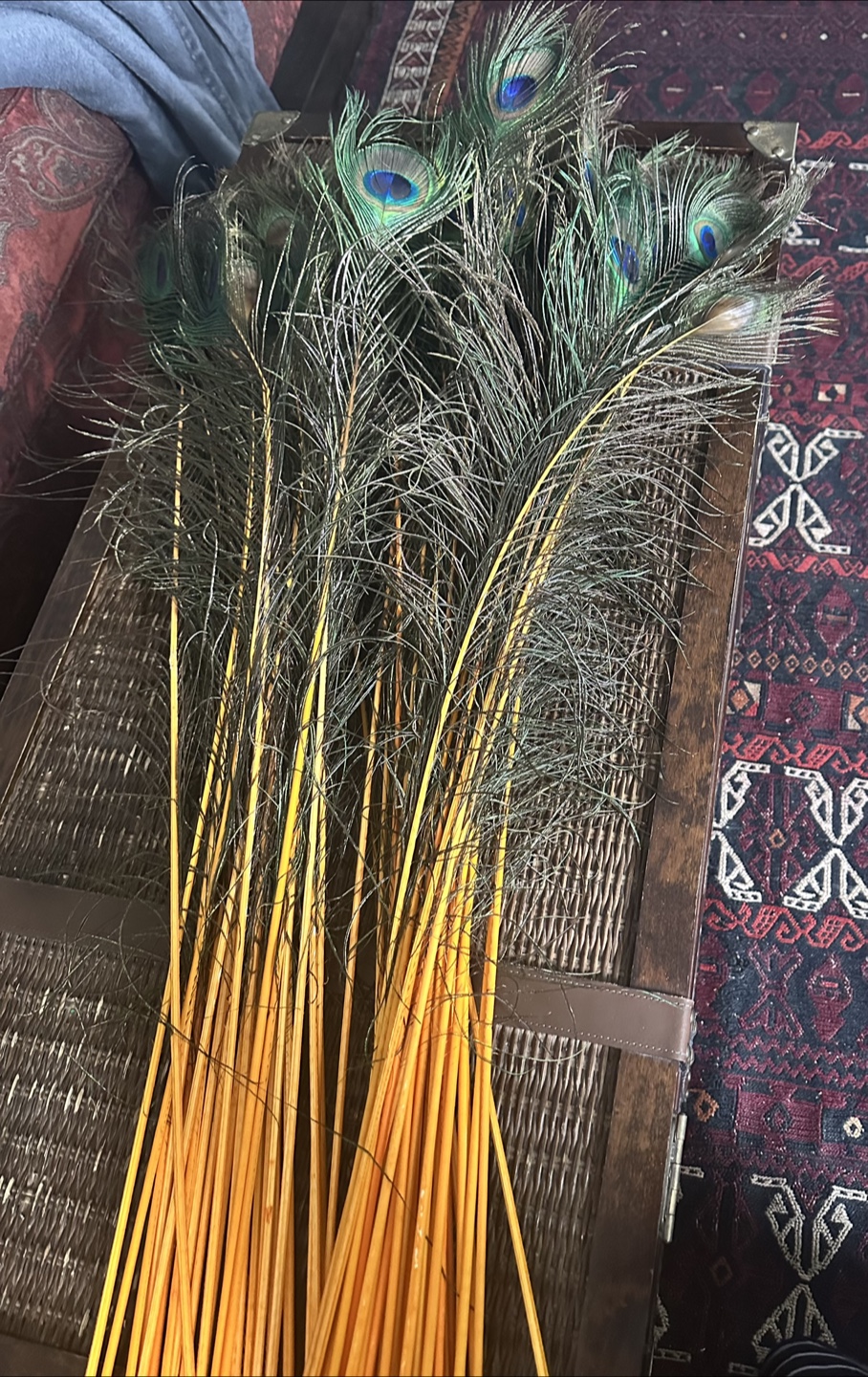 Peacock Feathers