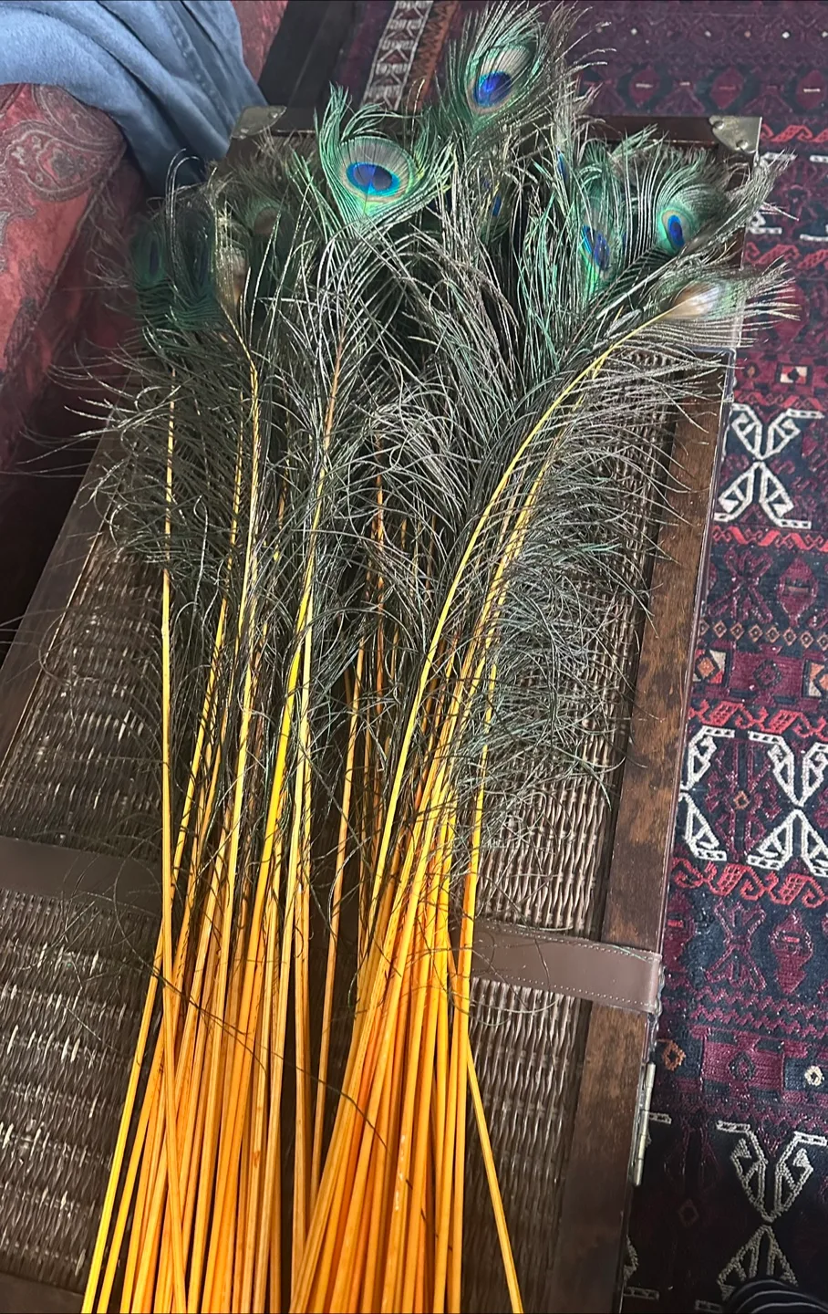 Peacock Feathers thumbnail