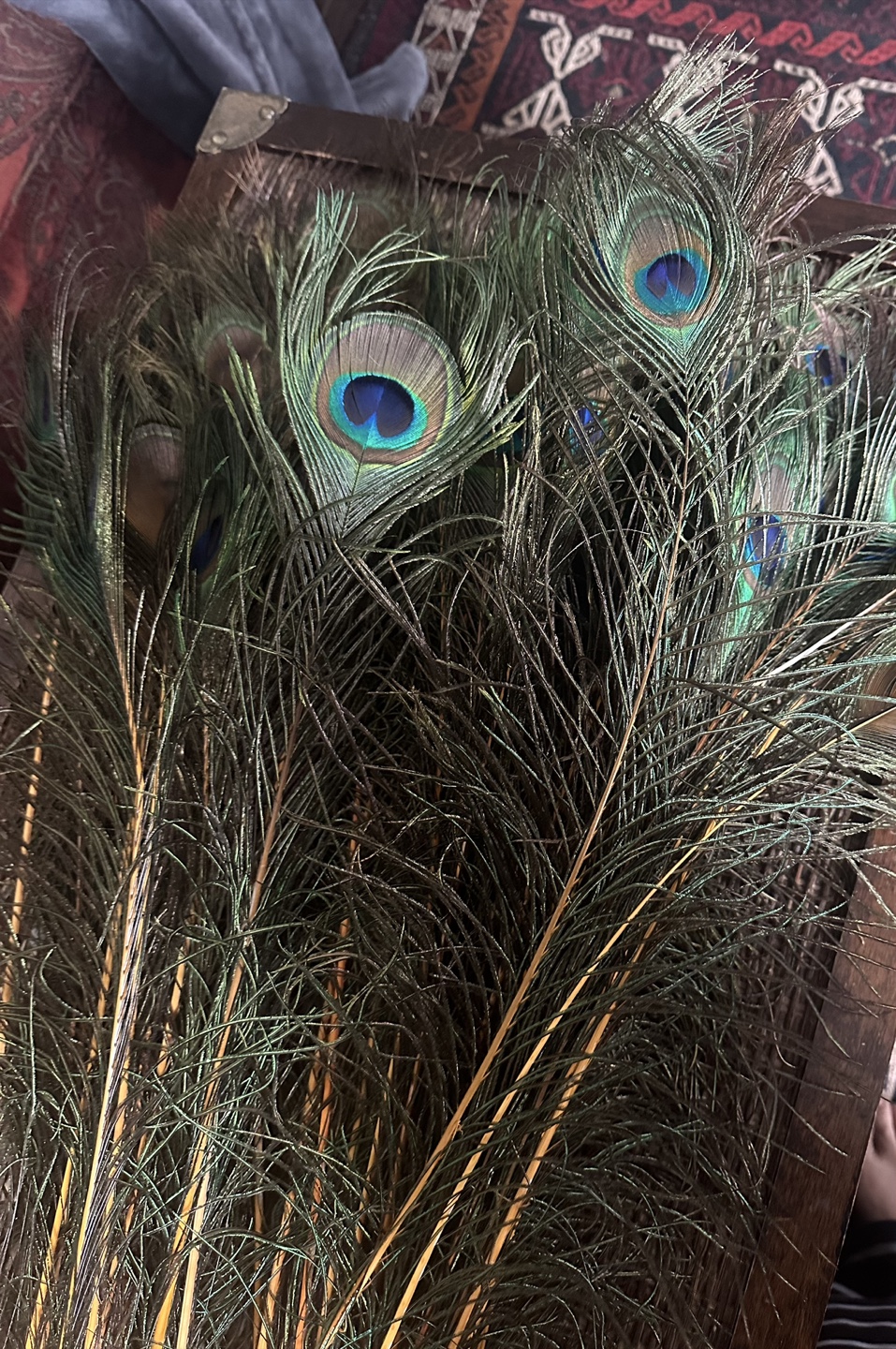 Peacock Feathers - photo 3