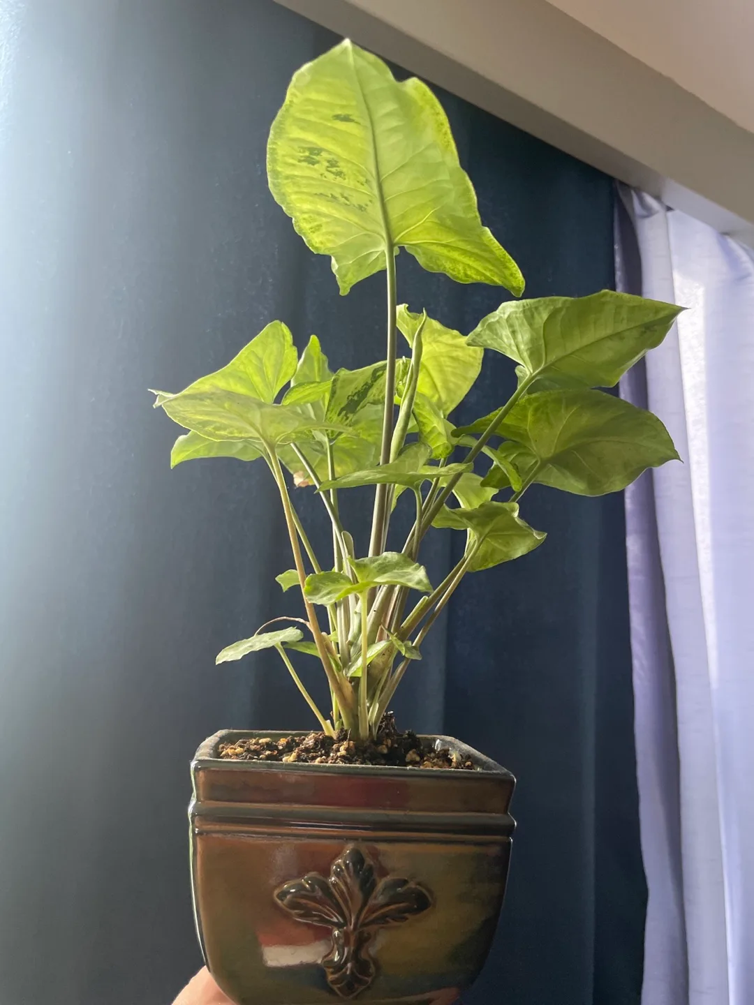 Variegated Syngonium podophyllum image indicator(5)