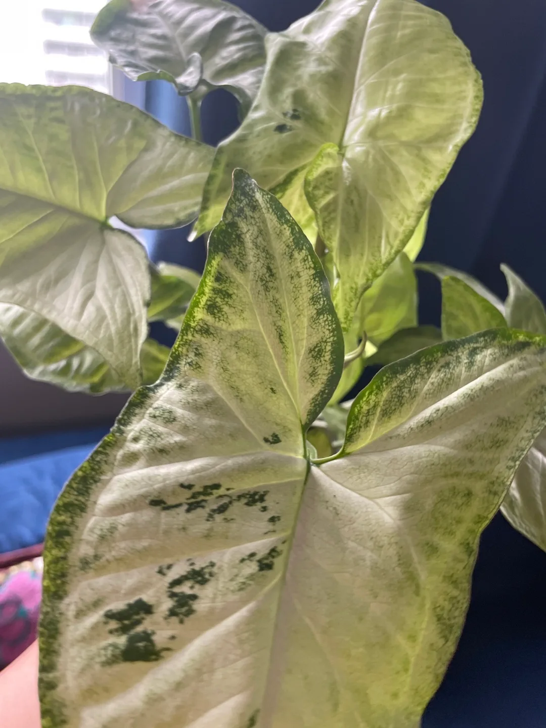 Variegated Syngonium podophyllum image indicator(4)