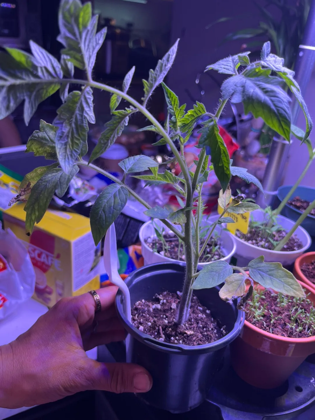 Organic Tomato Seedling image indicator(2)