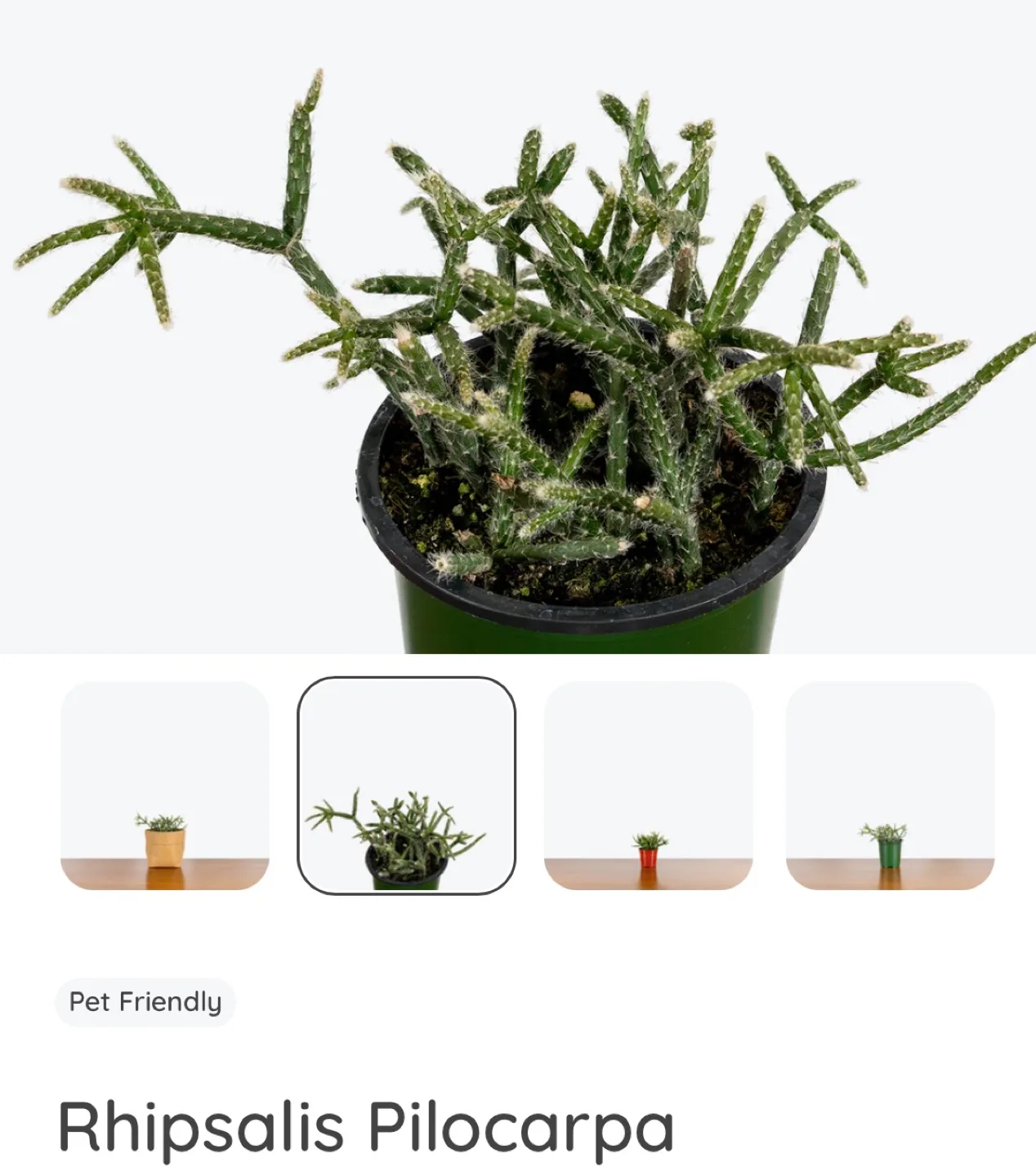 🌵Rhipsalis Pilocarpa & Cactus Plants image indicator(2)