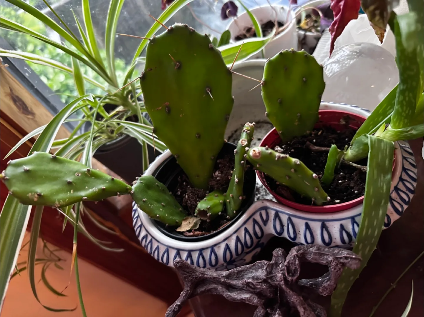 🌵Rhipsalis Pilocarpa & Cactus Plants image indicator(3)