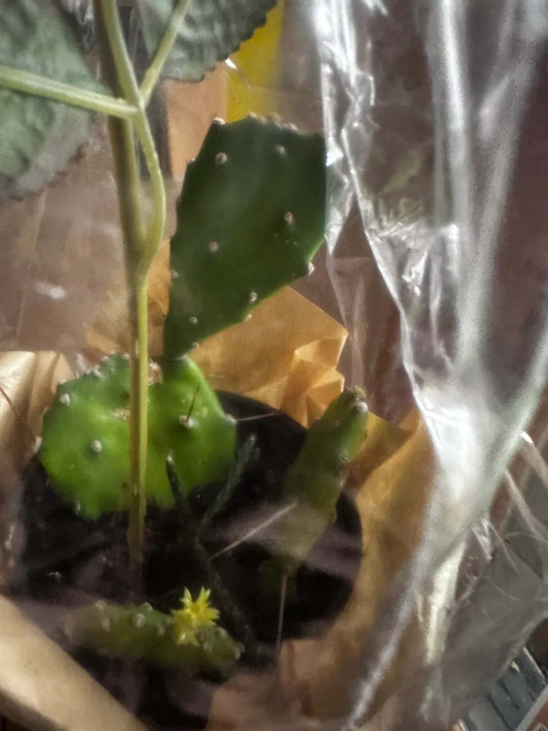 🌵Rhipsalis Pilocarpa & Cactus Plants image indicator(4)