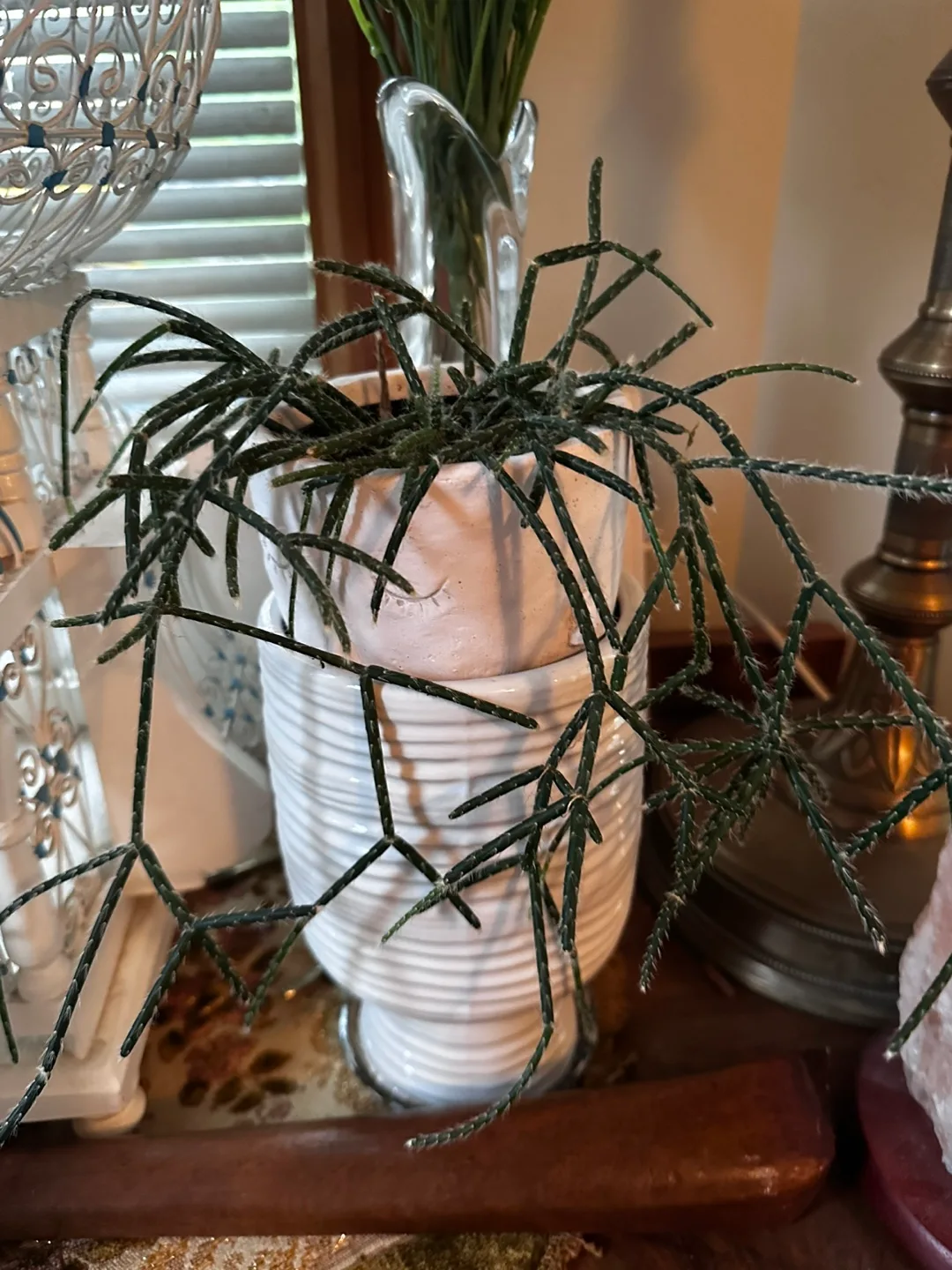 🌵Rhipsalis Pilocarpa & Cactus Plants thumbnail