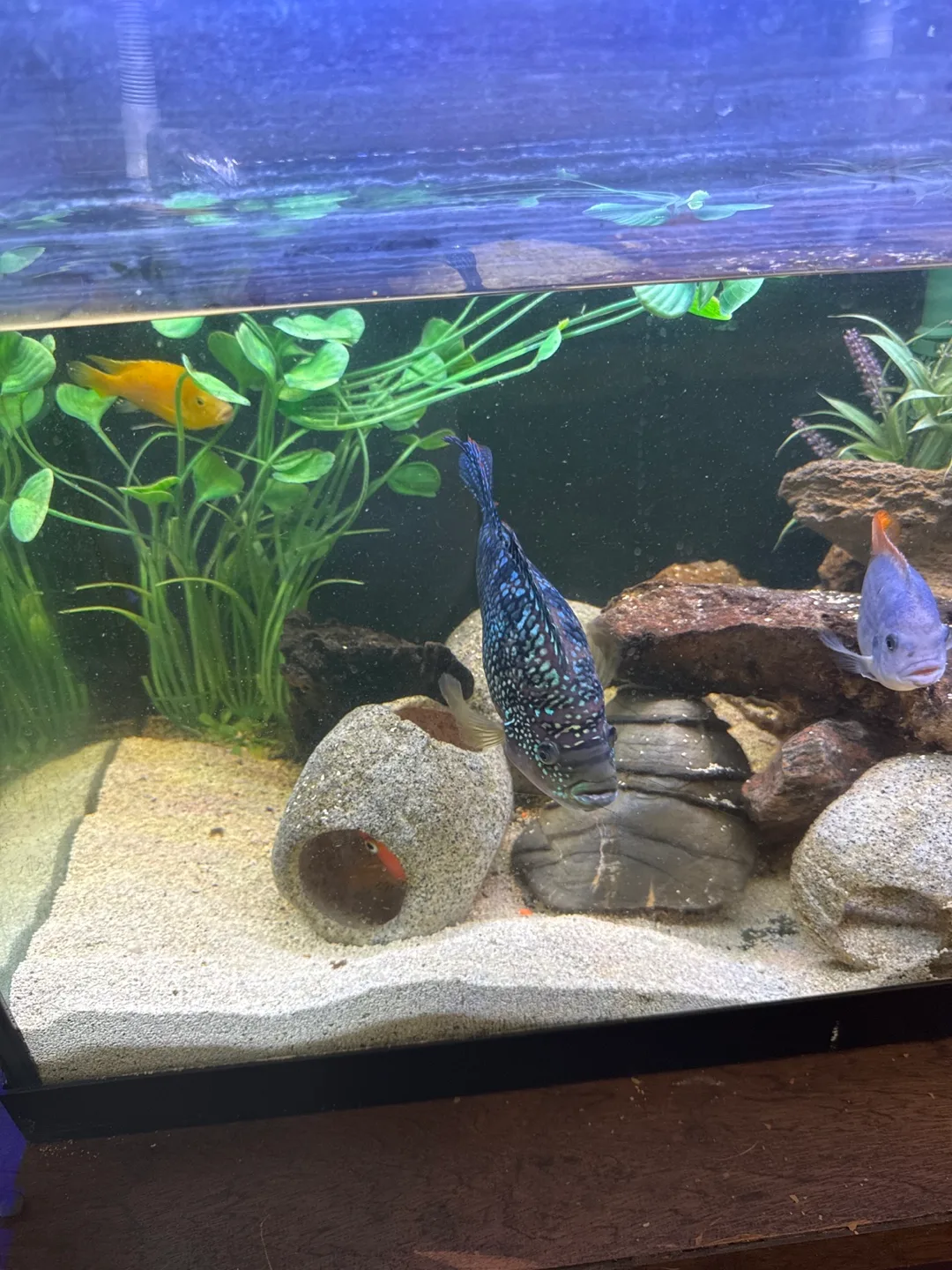 Cichlids image indicator(2)