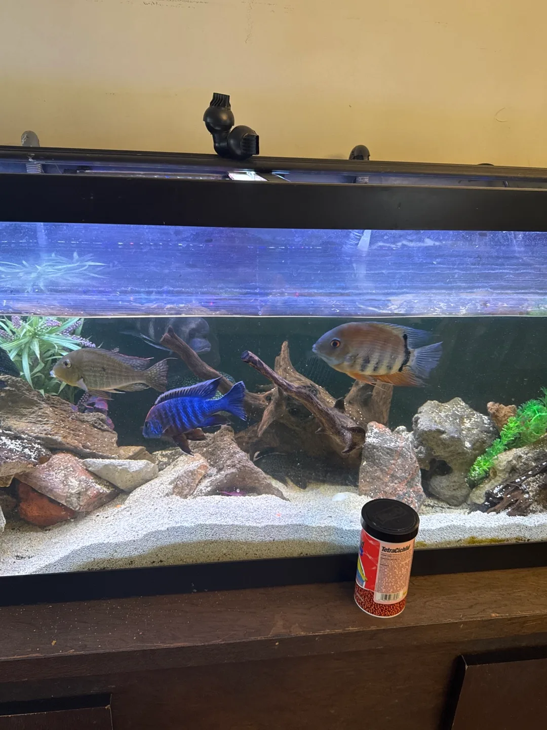 Cichlids image indicator(5)