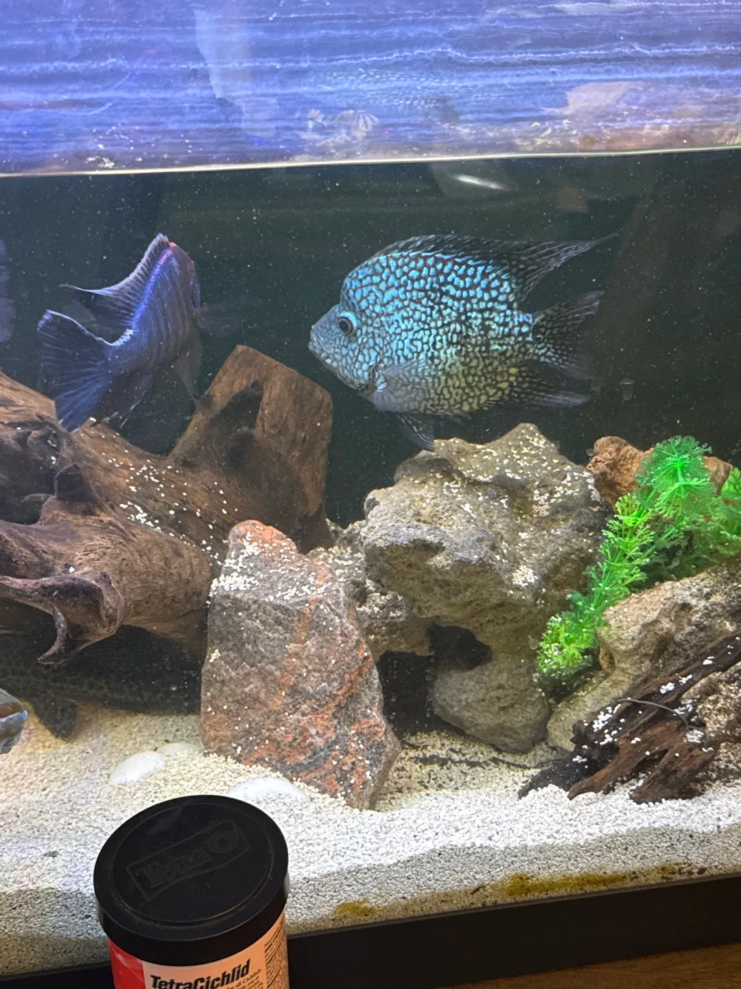Cichlids image indicator(3)