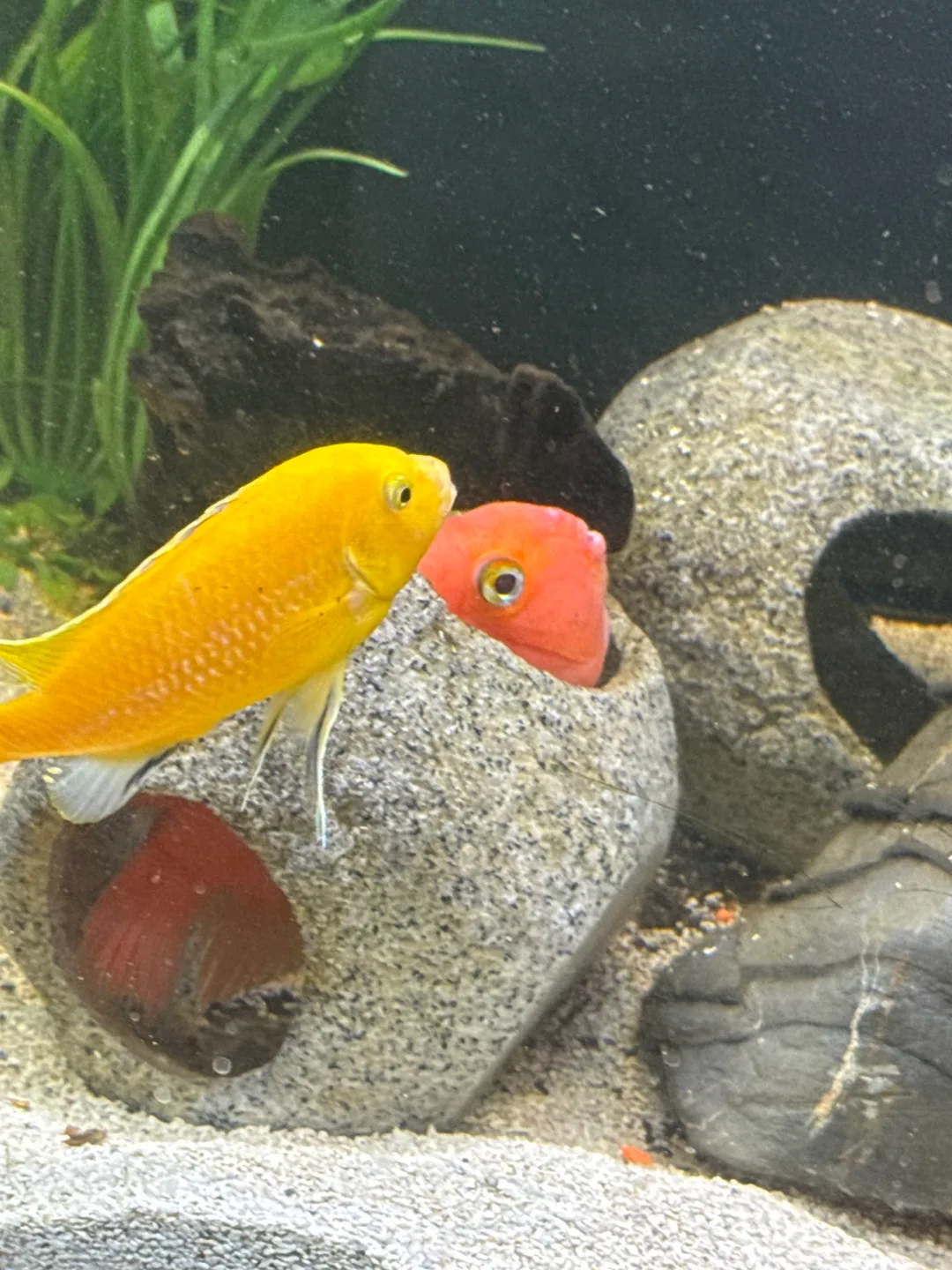 Cichlids image indicator(6)