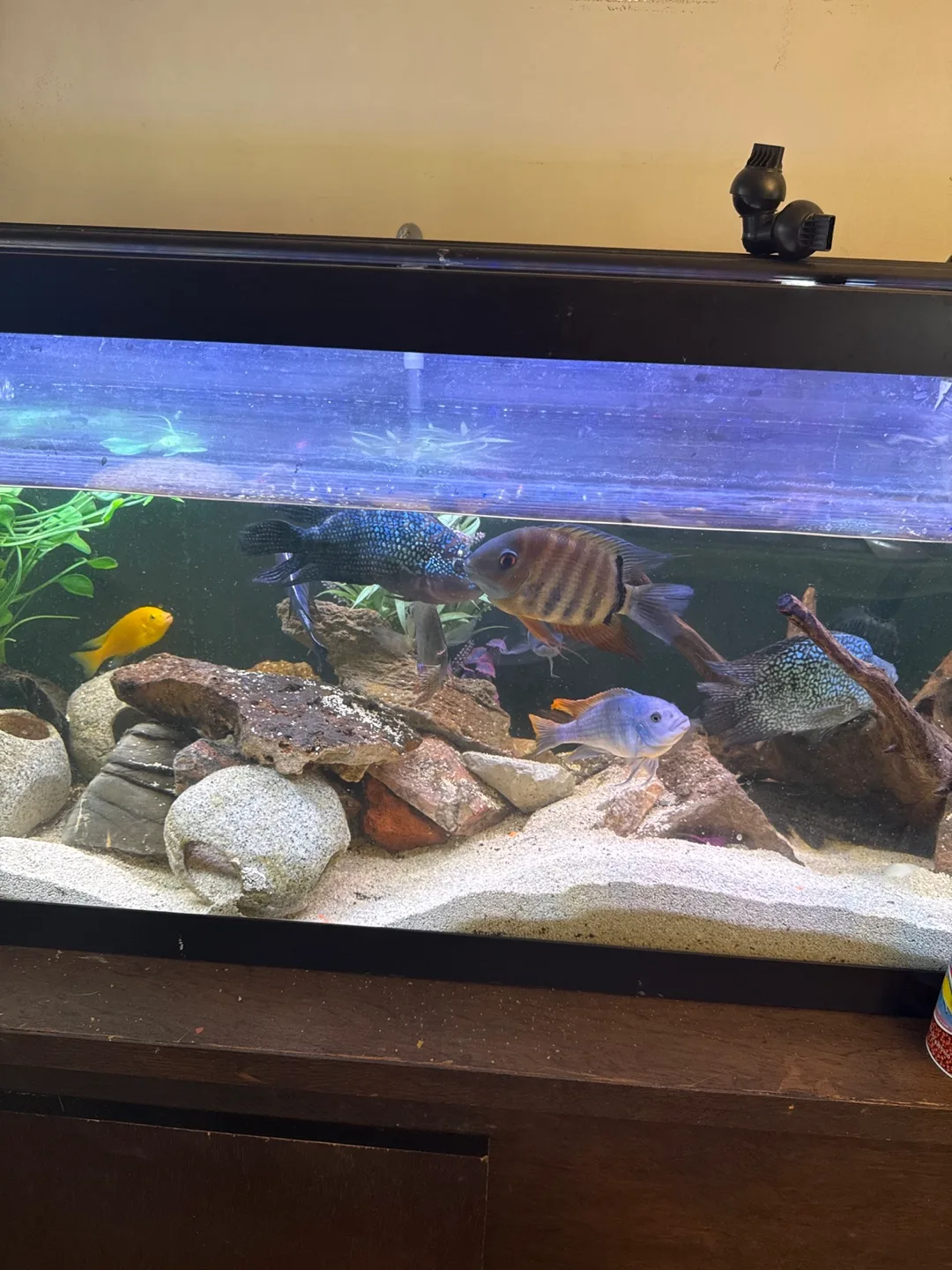 Cichlids image indicator(4)