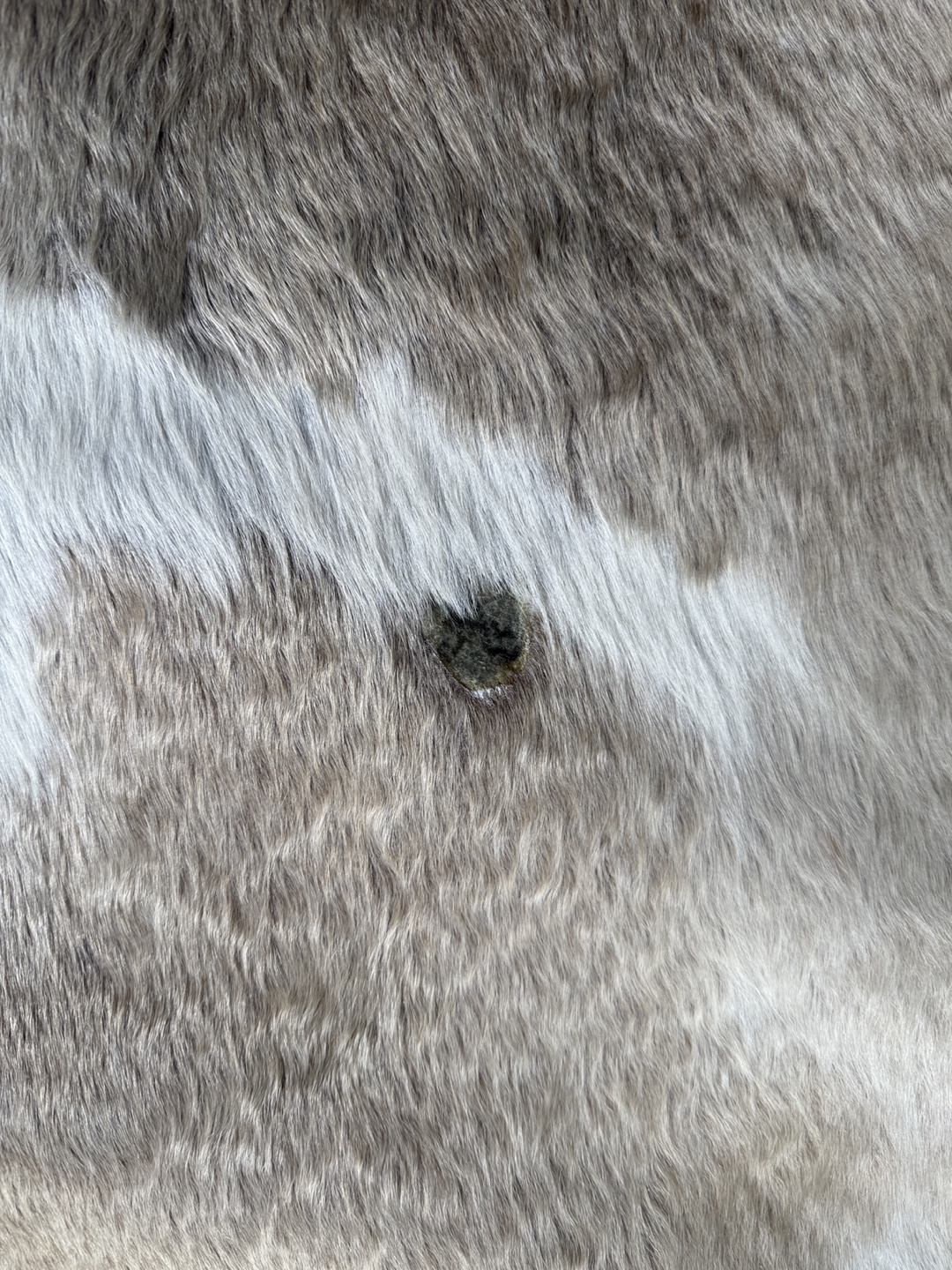 Cowhide Rug - Gray and White - photo 4