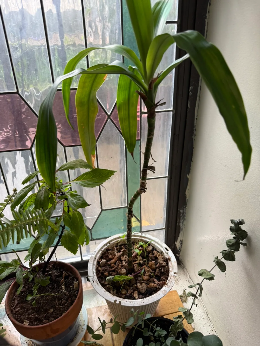 Indoor Plant Collection - Variety of Houseplants image indicator(4)