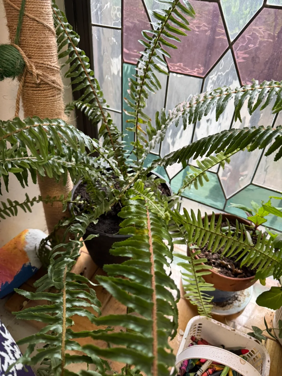 Indoor Plant Collection - Variety of Houseplants image indicator(2)