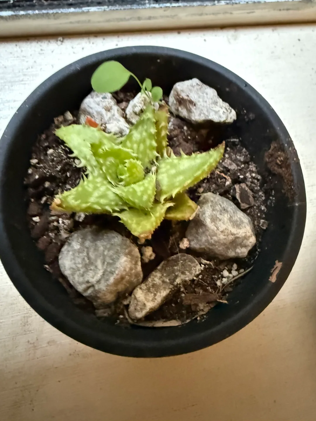 Indoor Plant Collection - Variety of Houseplants image indicator(5)