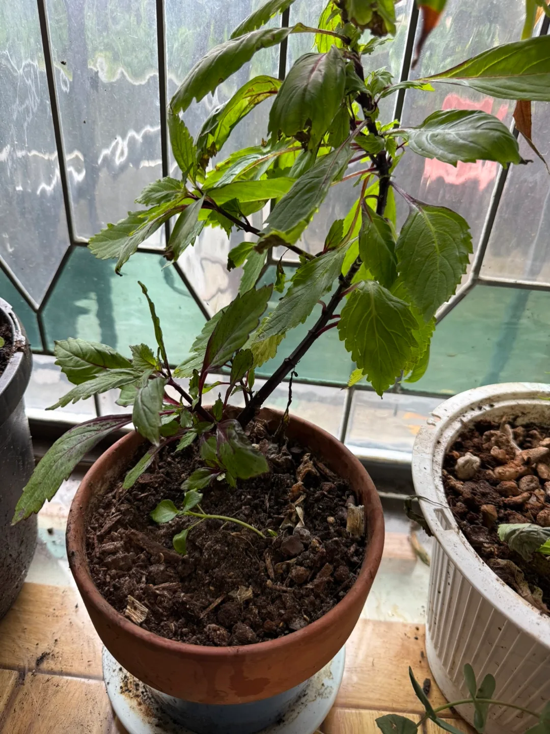 Indoor Plant Collection - Variety of Houseplants image indicator(3)