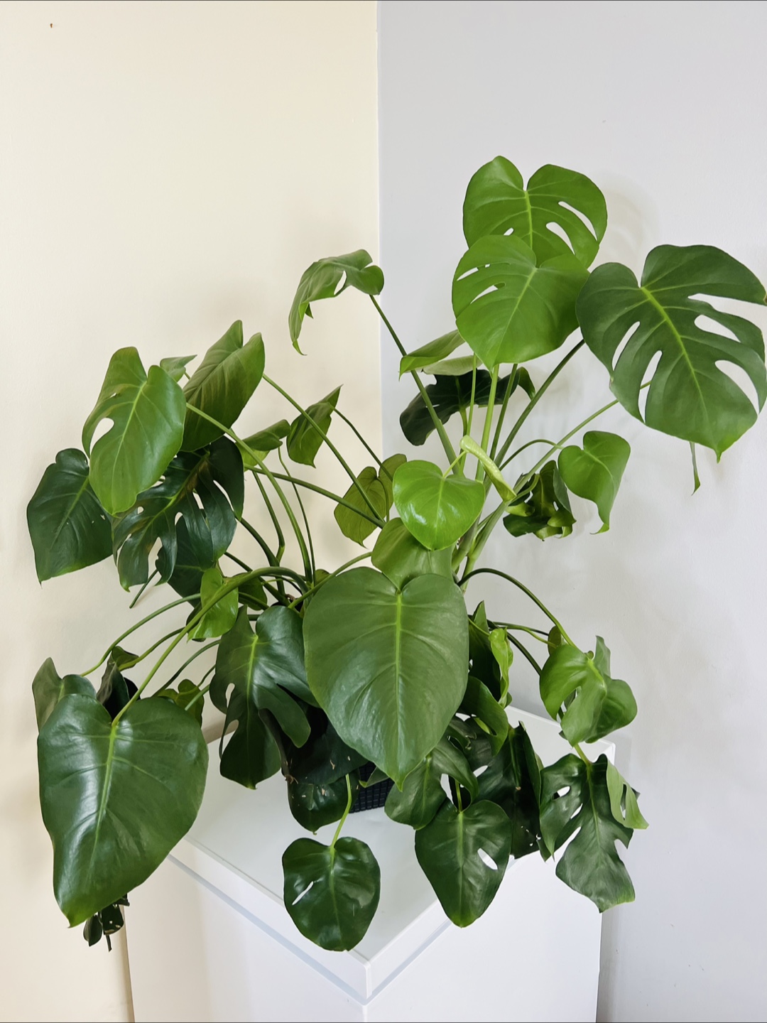 Large Monstera Deliciosa Plant