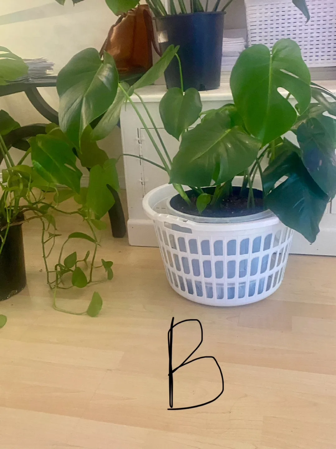 Monstera Deliciosa Plants - Three  Available image indicator(4)