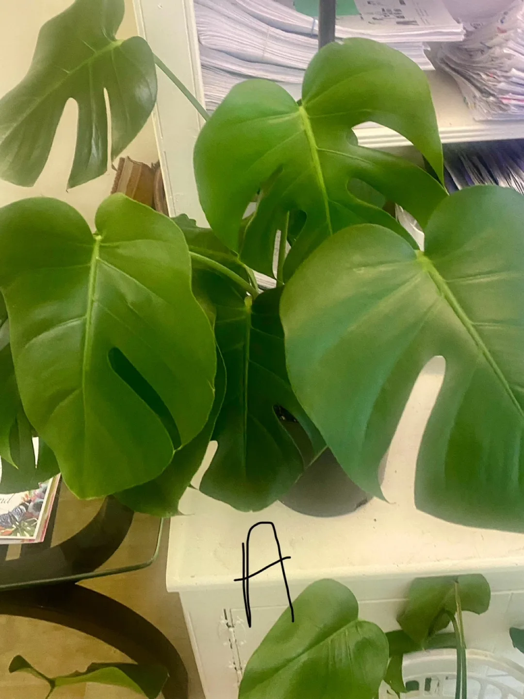 Monstera Deliciosa Plants - Three  Available image indicator(3)