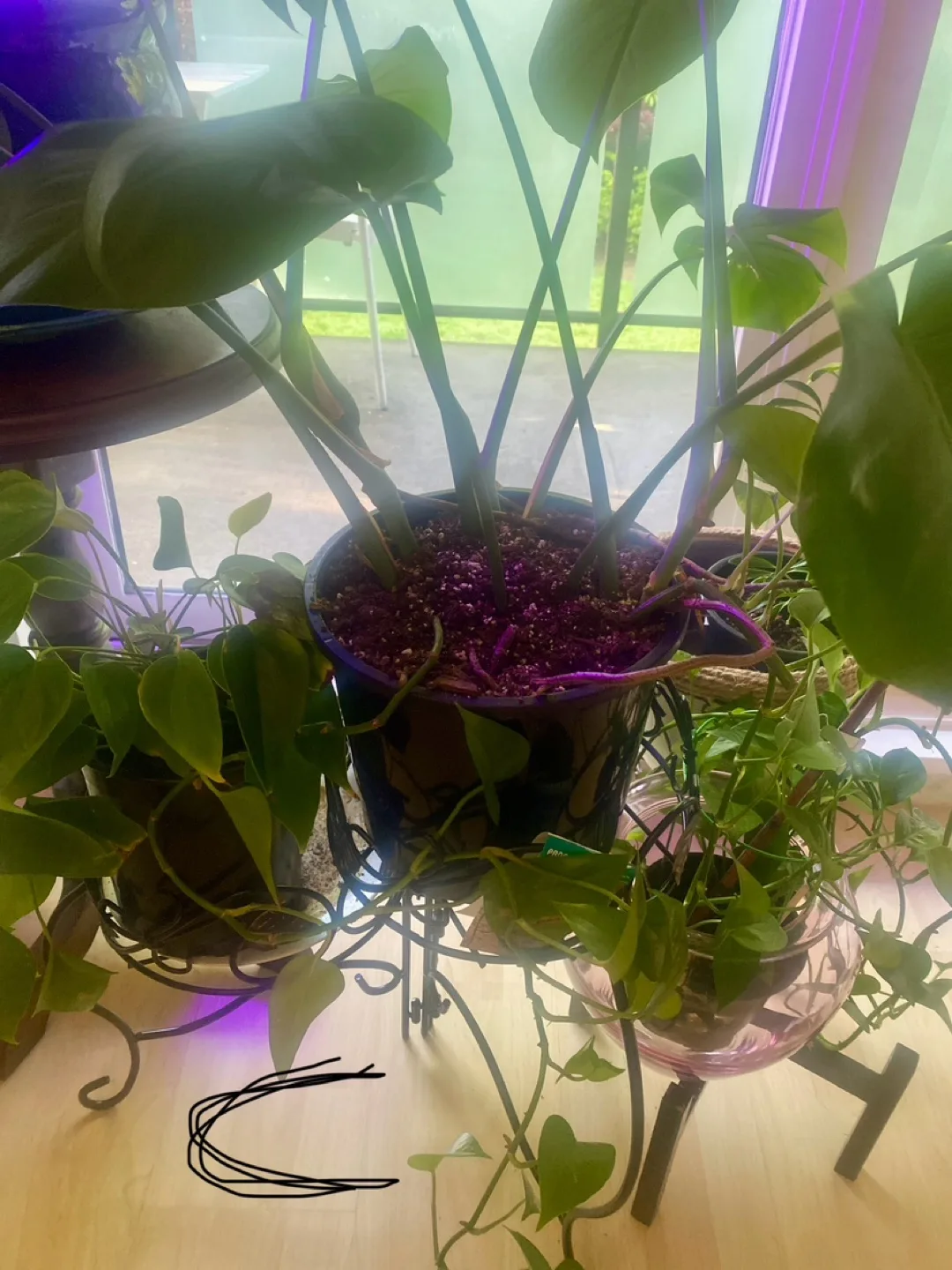 Monstera Deliciosa Plants - Three  Available image indicator(5)