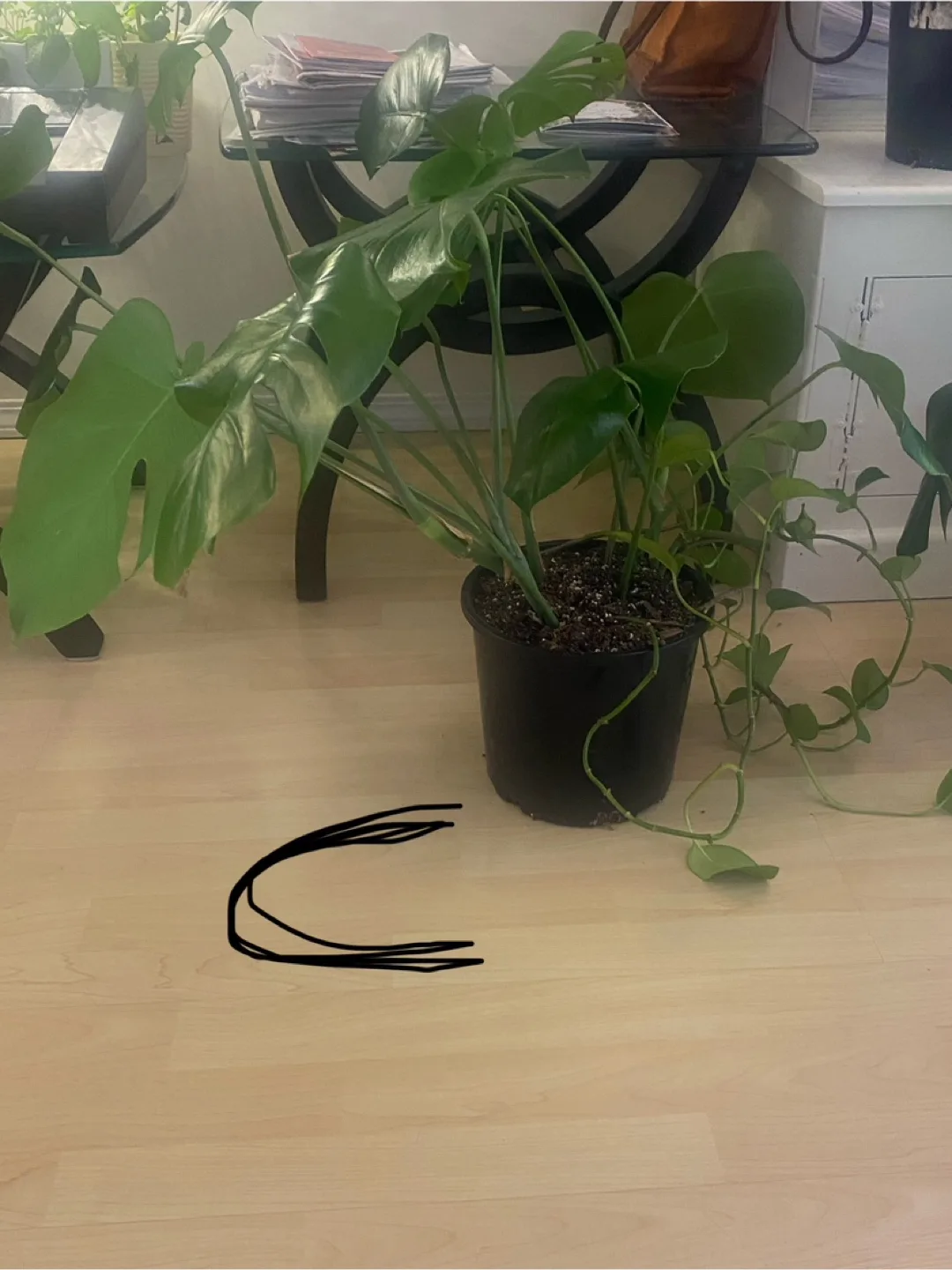 Monstera Deliciosa Plants - Three  Available image indicator(2)