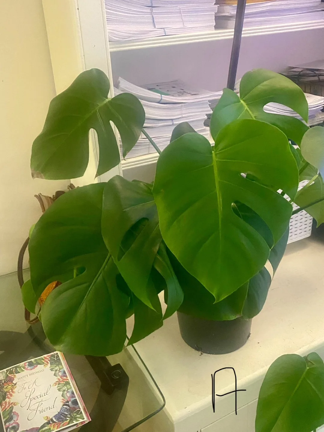 Monstera Deliciosa Plants - Three  Available image indicator(8)