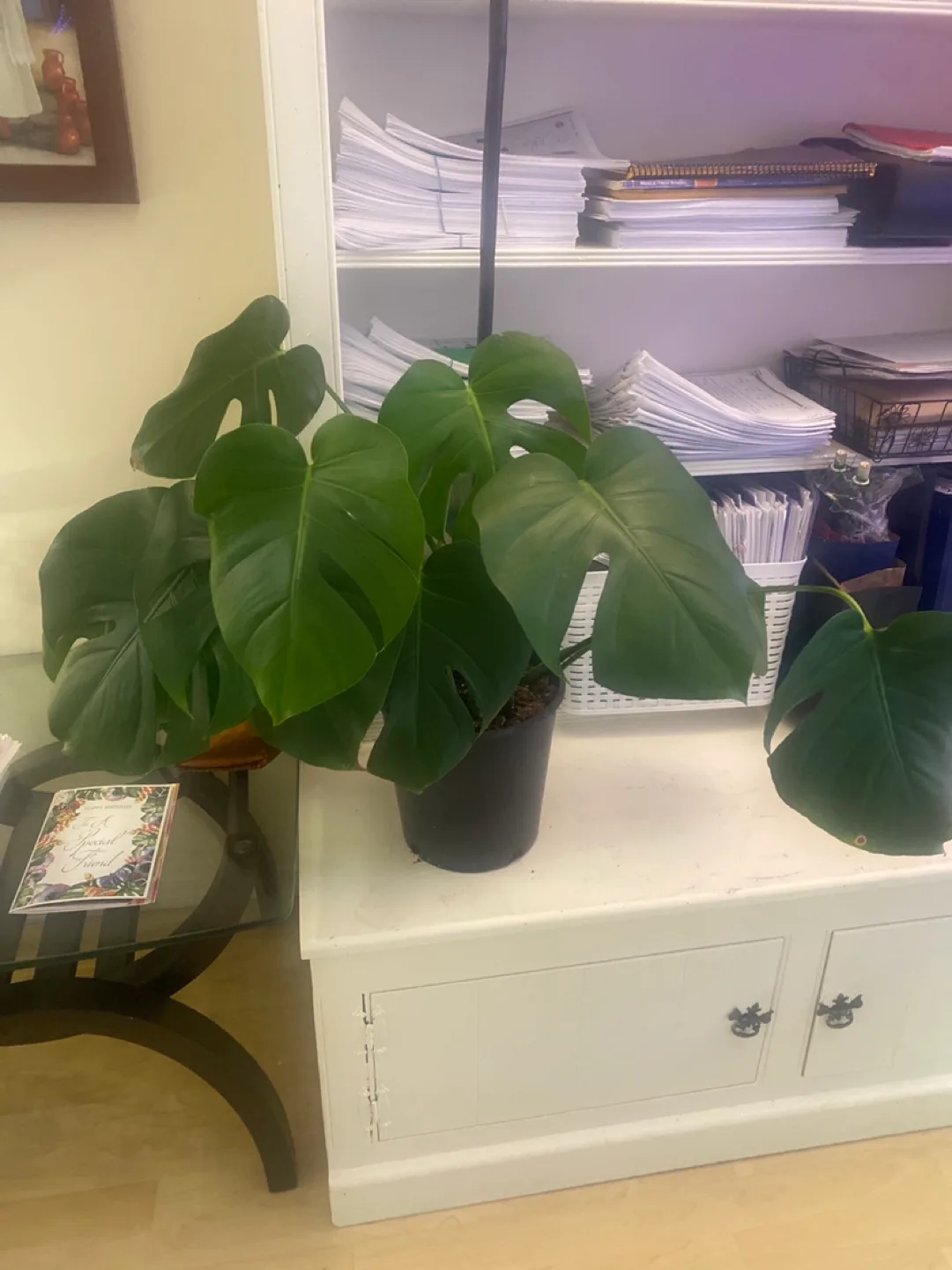 Monstera Deliciosa Plants - Three  Available image indicator(6)