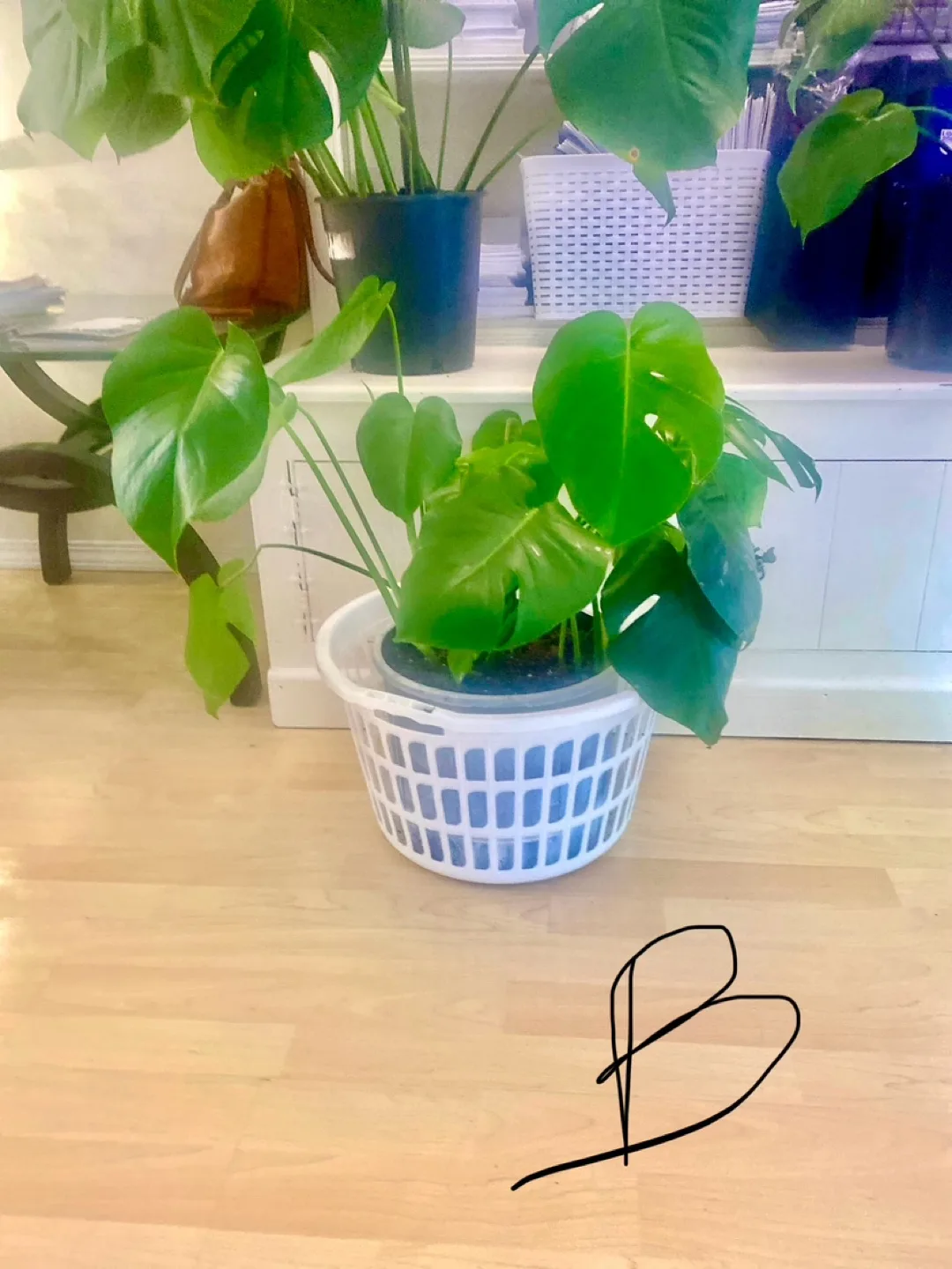 Monstera Deliciosa Plants - Three  Available image indicator(7)